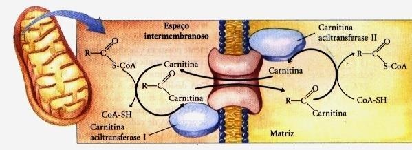 Transferência para o