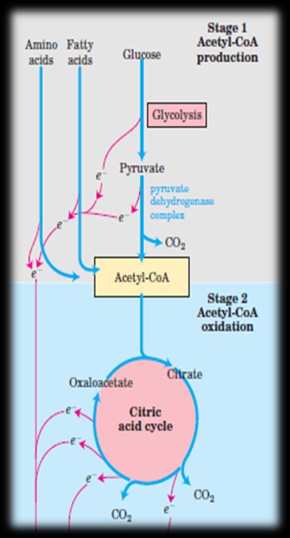 Ciclo de