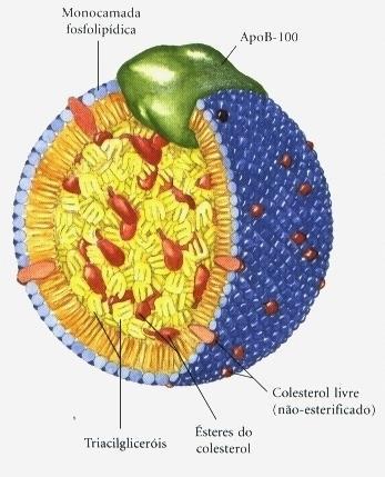 Síntese de membranas Precursor para produção de hormônios Precursor da