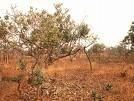Cerrado Características do bioma Condições climáticas - Savana neotropical estacional - Arbustos e gramíneas - Temperaturas entre 20 a 27 C -Duas