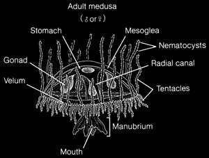 Anatomia da medusa Gônadas Velum Cavidade Gástrica