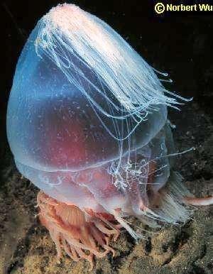 Anêmonas da Antártica Isotealia antarctica devorando uma medusa Periphylla periphylla.