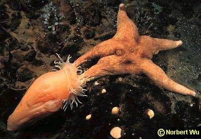 Anêmonas da Antártica Urticinopsis antarctica se alimenta predominantemente de estrelas do mar ou