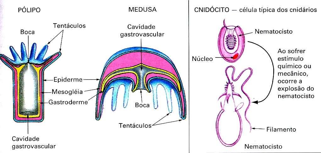 Formas de organização corporal: Forma pólipo: ou polipóide, lembra um cilindro. Uma das bases é fixa ao substrato, e na base oposta, livre, estão a boca e os tentáculos.
