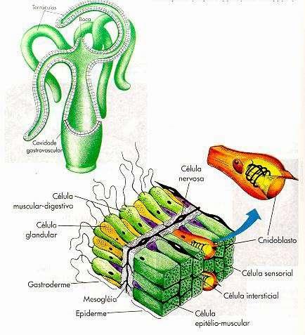 Estrutura da parede do corpo de um pólipo de água doce chamado Hydra viridis.