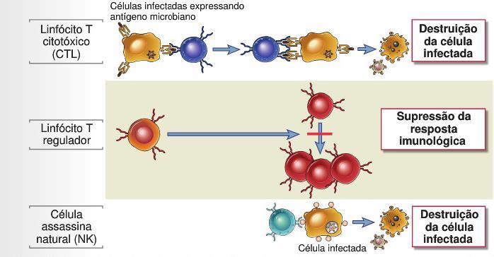 Classes de