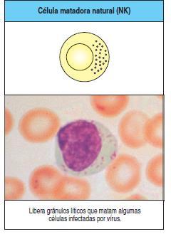 Células NK (natural killers) - Tipo de