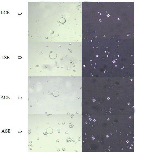 (A) (B) FIGURA 2 Micrografias óticas (100X) das amostras de polvilho azedo em função dos diferentes tratamentos: (LCE), (LSE), (ACE) e (ASE), observados ao microscópico ótico (Kena vision), sob luz