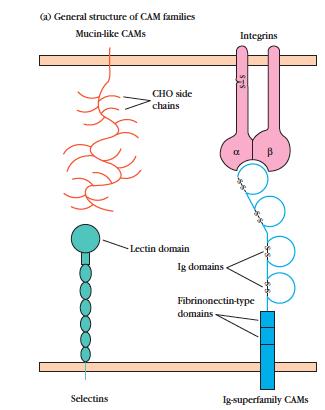 Adesao e migraçao dos leucocitos Moleculas de adesao celular (CAM) ü Presentes tanto na superficie dos leucocitos que nas celulas endoteliais ü Medeiam a adesao celula/celula e celula/ecm (MIGRACAO)