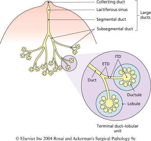 Carcinoma da Mama