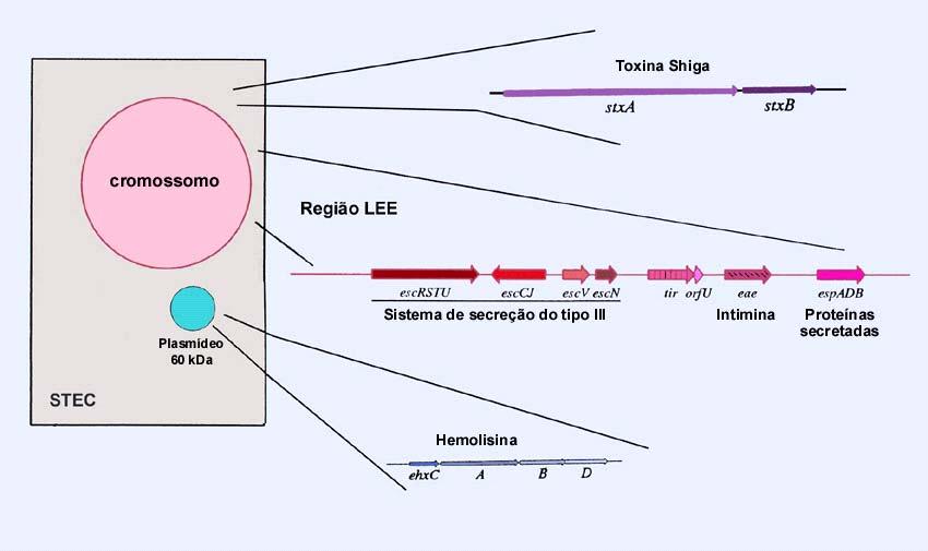 Introdução 7 A. EHEC B.