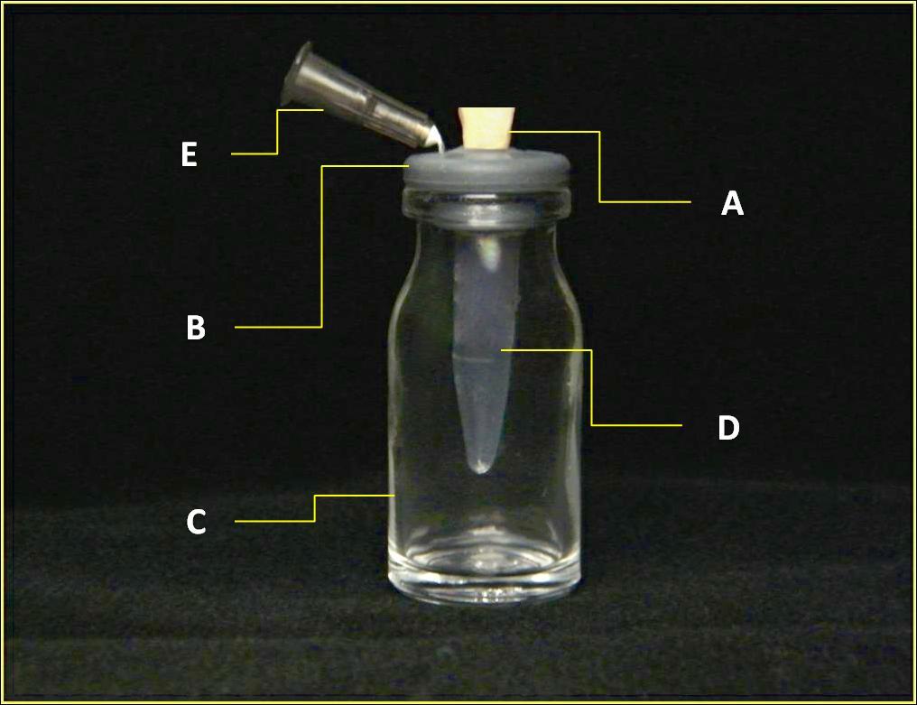 - 50 - Material e Métodos Figura 3. Aparato experimental, Incisivo lateral (A), tampa de borracha (B), frasco de vidro (C), eppendorf (D), agulha calibre 22G (E).