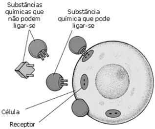 Farmacologia - Divisão FARMACODINÂMICA LOCAL DE AÇÃO MECANISMO DE AÇÃO EFEITOS Farmacologia Conceitos Fármaco Princípio Ativo