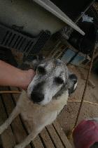 Mamy, Fêmea Cão Rafeiro de porte Grande com 12 anos..ao nosso cuidado há mais de 12 anos.