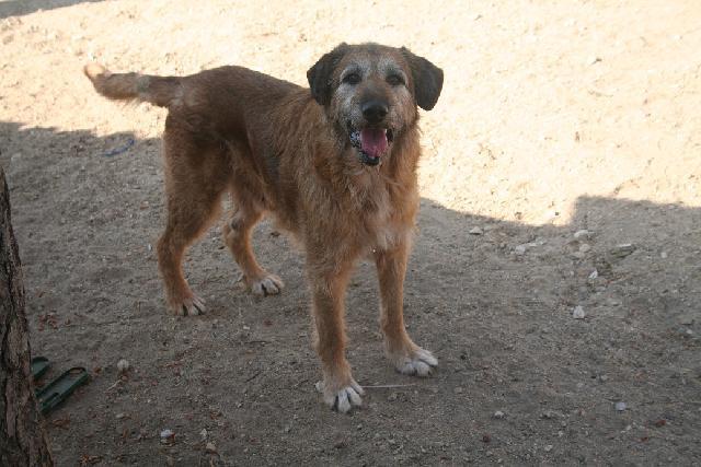 Alojado na ala Setor 1, box/jaula boxe 03 Usar Referência 11544 para mais informação. http://www.portugalzoofilo.net/caes/cao.jsp?animal_id=11544 O Zé é um cão belo e meigo, que sabe o que quer!