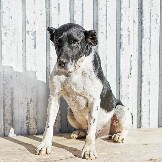 Caju, Macho Cão Rafeiro de porte Médio com 3 anos..ao nosso cuidado há mais de Alojado na ala Sem Ala Indicada, box/jaula Sem Jaula Indicada Usar Referência 12292 para mais informação. http://www.