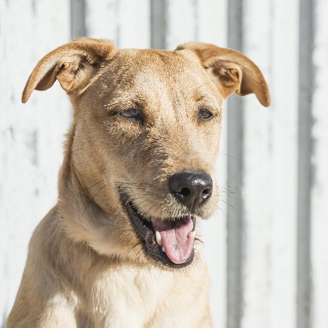 Lassie, Fêmea Cão Rafeiro de porte Médio.Ao nosso cuidado há menos de um mês. Alojado na ala Sem Ala Indicada, box/jaula Sem Jaula Indicada Usar Referência 12294 para mais informação. http://www.