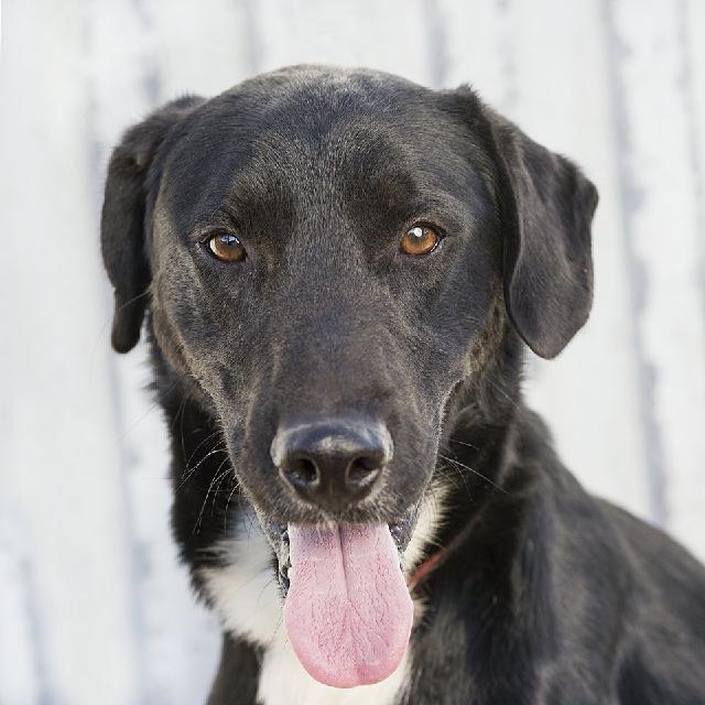 Leonardo, Macho Cão Rafeiro de porte Médio com 2 anos..ao nosso cuidado há mais de 3 meses. Alojado na ala Sem Ala Indicada, box/jaula Sem Jaula Indicada Usar Referência 12296 para mais informação.