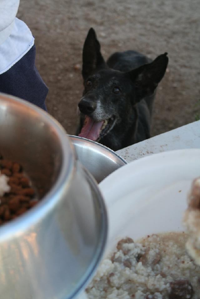 Apesar de já ser sénior, tem muita vitalidade e vem ter connosco para nos cumprimentar sempre com o que parece ser um "sorriso"!