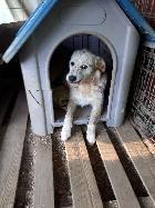 Peludinho, Macho Cão Rafeiro de porte Médio com 8 anos..ao nosso cuidado há mais de 2 meses.