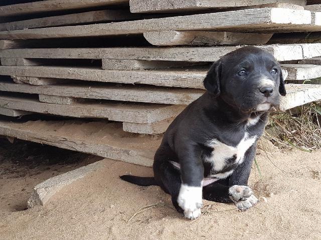 Sexo: Femeas Powerpuff dogs! :D Essas 3 bebecas fofuxas estão a espera de uma família!