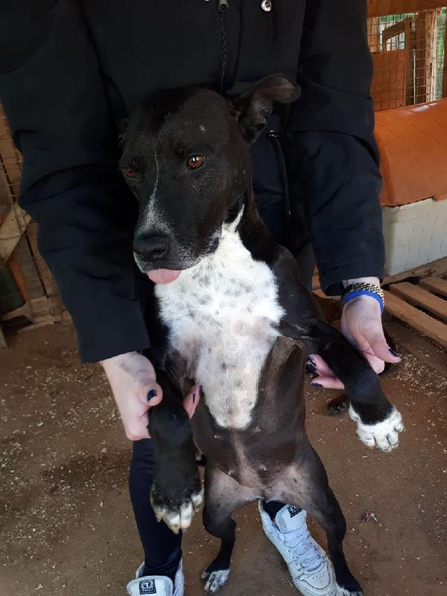 É um doce, muuuito carente, muuito meiguinha, da-se com alguns cães mas é preciso atenção, ela pode ser dominante e ciumenta, quer todas as festas e atenções pra ela e o canil não lhe faz