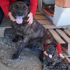 Zeus, Macho Cão Rafeiro de porte Médio com 3 anos.