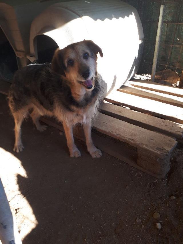 Porte: Pequeno Vejam se esse não é o cão mais simpático?