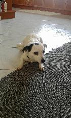 Biboquinha, Fêmea Cão Rafeiro de porte Pequeno com 1 anos..ao nosso cuidado há mais de 0 meses.