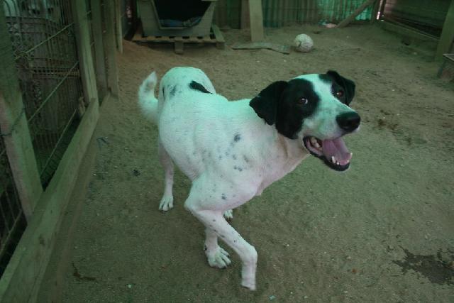 Iris, Fêmea Cão Rafeiro de porte Grande com 5 anos..ao nosso cuidado há mais de Alojado na ala Setor_2, box/jaula 15 Usar Referência 11575 para mais informação. http://www.portugalzoofilo.