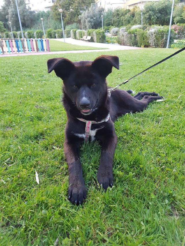 Ninna, Fêmea Cão Rafeiro de porte Pequeno com 1 anos..ao nosso cuidado há mais de 7 meses. Alojado na ala Sem Ala Indicada, box/jaula Sem Jaula Indicada Usar Referência 11971 para mais informação.