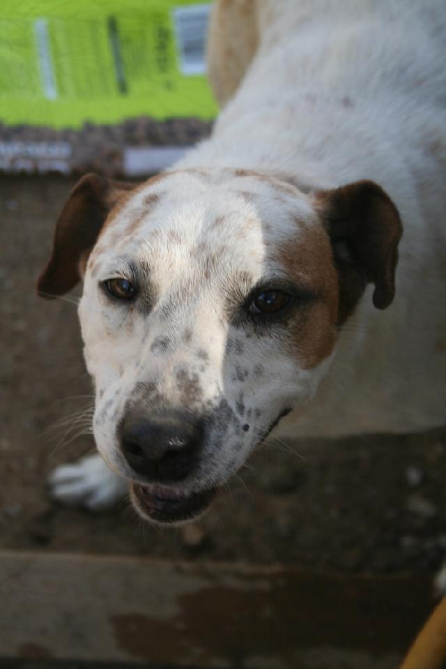 Pintas, Macho Cão Rafeiro de porte Pequeno com 8 anos..ao nosso cuidado há mais de 8 anos. Alojado na ala Setor_2, box/jaula 11 Usar Referência 11586 para mais informação. http://www.portugalzoofilo.