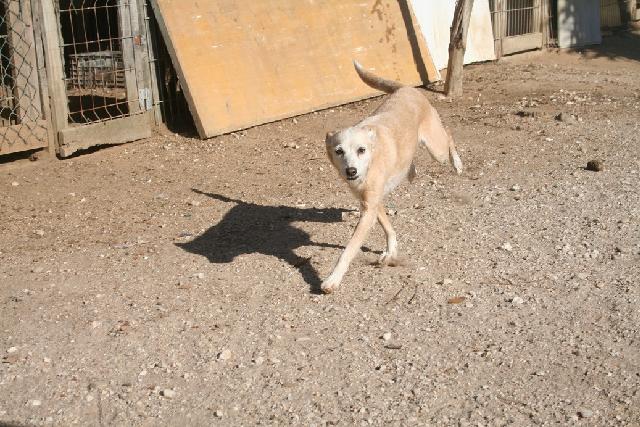 Sally, Fêmea Cão Rafeiro de porte Pequeno com 11 anos..ao nosso cuidado há mais de 11 anos. Alojado na ala Setor_2, box/jaula 10 Usar Referência 11585 para mais informação. http://www.portugalzoofilo.