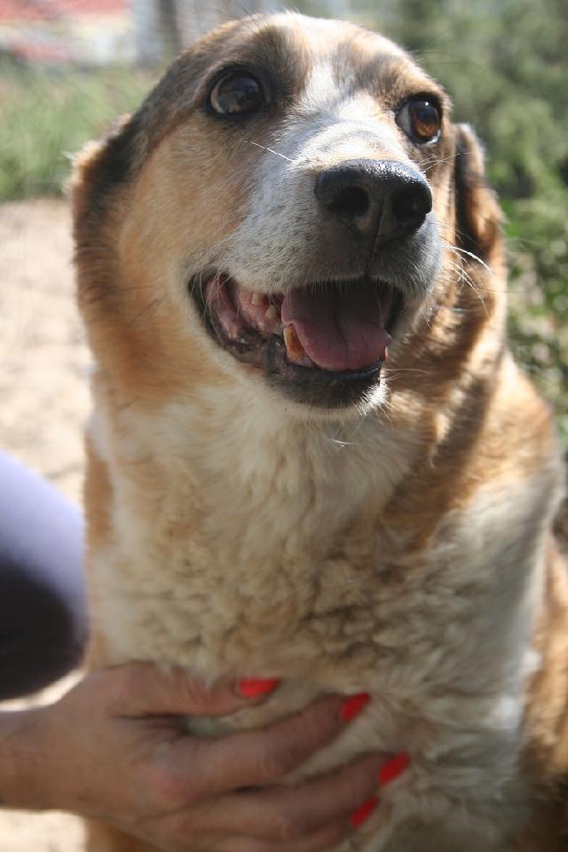 Alojado na ala setor 6, box/jaula 79 Usar Referência 11993 para mais informação. http://www.portugalzoofilo.net/caes/cao.jsp?animal_id=11993 Como descrever o Snoopy.