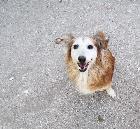 Sorridente, Macho Cão Rafeiro de porte Pequeno com 11 anos..ao nosso cuidado há mais de 11 anos. Alojado na ala setor_3, box/jaula 31 Usar Referência 11592 para mais informação. http://www.