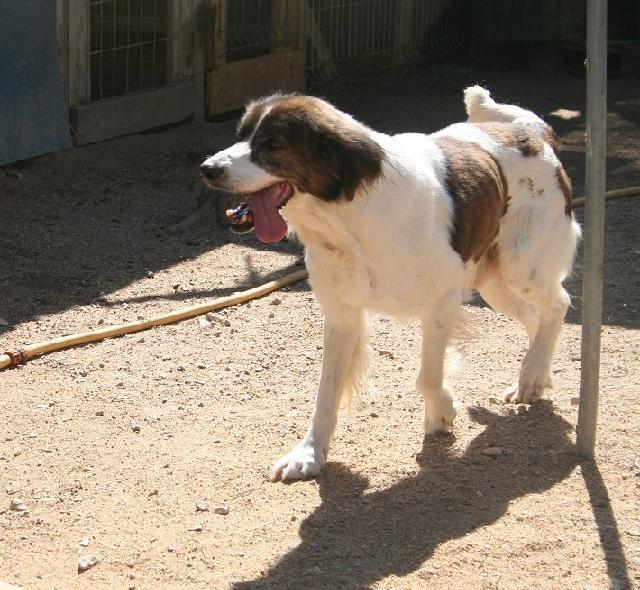 Alojado na ala Setor_2, box/jaula 23 Usar Referência 11730 para mais informação. http://www.portugalzoofilo.net/caes/cao.jsp?animal_id=11730 O Maxi é um cão sempre pronto para passear!