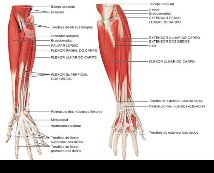 26 Figura 8 Músculos do antebraço nas vistas a) anterior superficial e b) posterior superficial. Fonte: Tortora e Derrickson (2012), adaptado.
