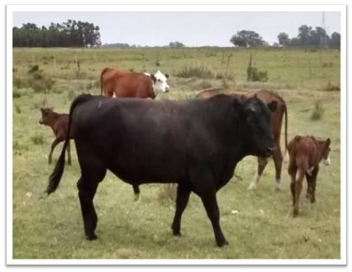 CANAIS DE COMERCIALIZAÇÃO PARA A BOVINOCULTURA DE CORTE NA PECUÁRIA FAMILIAR Para os touros: