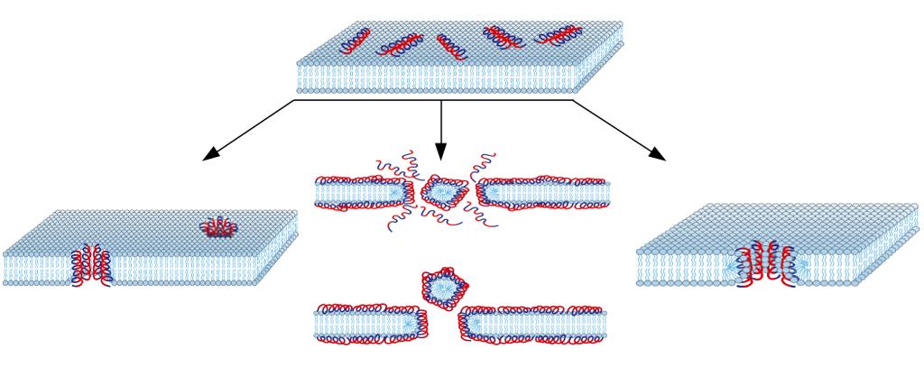 13 ação da interação de peptídeos com membranas. Um antibiótico eficiente deve ter maior afinidade por células procariontes (bactérias) que por células eucariontes (animais e vegetais).