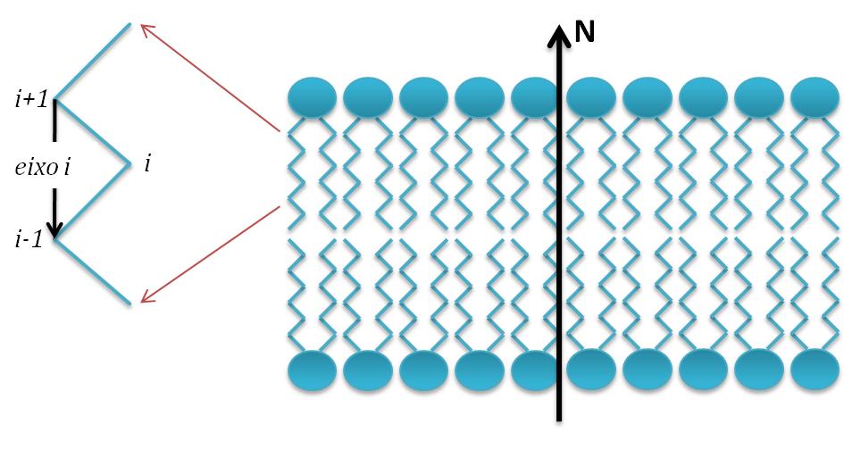 26 Figura 7. O parâmetro de ordem é dado pela média dos estados. Figura 7: Definição do eixo molecular i e da Normal da bicamada. Em azul está um desenho representativo de uma bicamada lipídica.