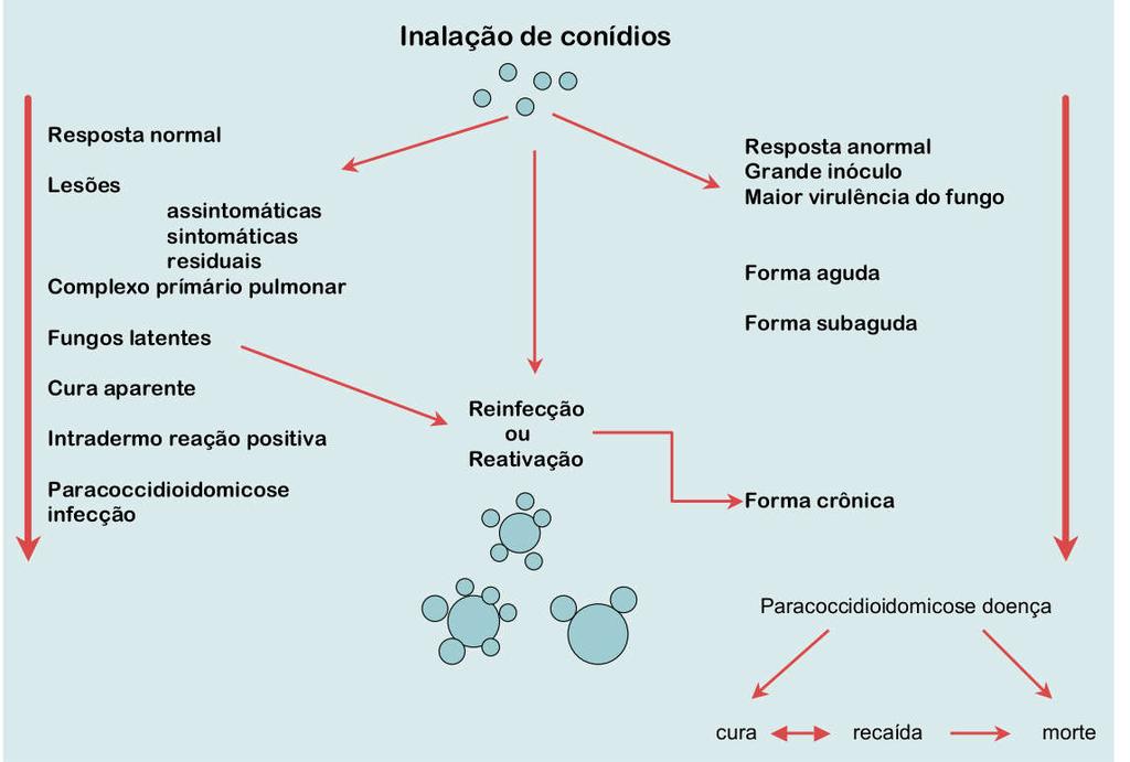 Patogênese Paracoccidiodomicose