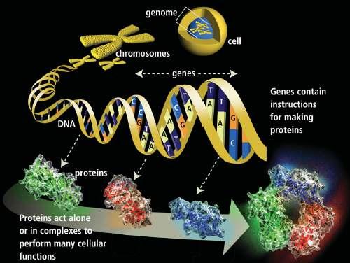 Genômica e Proteômica Proteinas Responsáveis pelas funções vitais Função biológica é determinada pela estrutura 3D (enovelamento) Estrutura é estabelecida por comparação das
