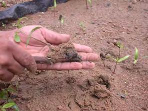 No canteiro de solo, as plantas podem ser transplantadas mais tarde, com 30, 60 (Figura 9) ou até 120 dias após