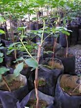 rápido crescimento das raízes, propiciando aumento da formação da copa e precocidade na produção.