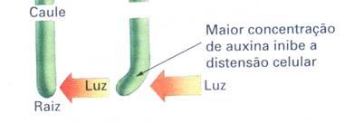 Quando a planta recebe uma luz unilateral, a auxina é