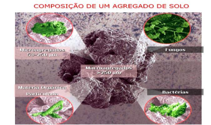 Número em 100-200 g de solo Raízes 1,5 a 3,8 m (em culturas anuais) 38 a 76 m (em pastagens perenes) Bactérias 300.