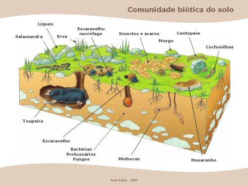 VIDA NO SOLO Vida no solo Microbiota (bactérias, fungos, algas do solo ) Mesobiota