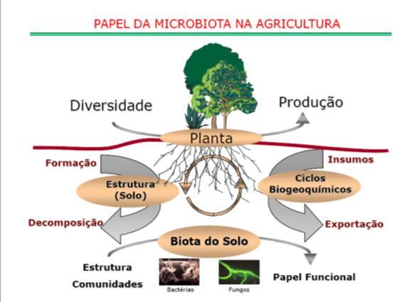 RIZOSFERA Hiltner (1904) zona de influência