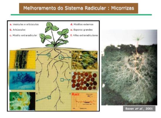 ENZIMAS DO SOLO Características: - Alta especificidade de reação - Não são consumidas na reação - Sujeitas à indução, ativação, inibição, adsorção,