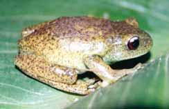 Bufo ictericus (Foto: R.